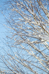 tree branches on a sunny winter day, covered with a thick layer of snow