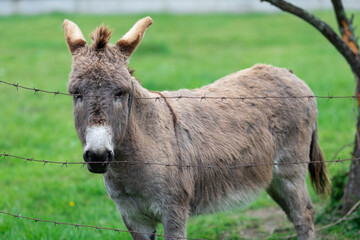 Naklejka na ściany i meble Donkey stands near the fence and looks at the camera. High quality photo