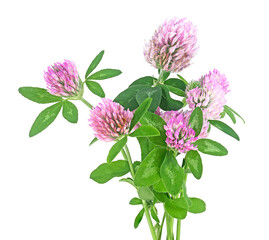 Bouquet of clover flowers isolated on a white background. Trefoil flowers. Herbal medicine.