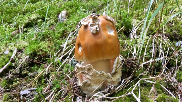mushroom in the forest - Scheidenstreifling
