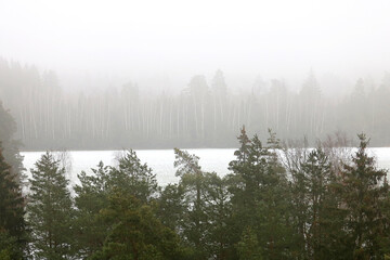fog in the winter forest