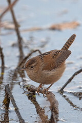 Marsh Wren Foraging Near the Shoreline