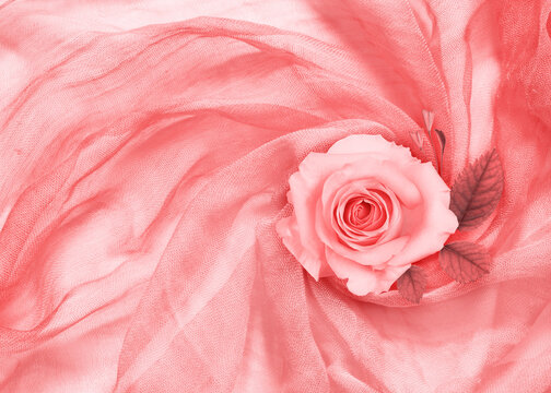 Peach rose flower and leaves on draped textile