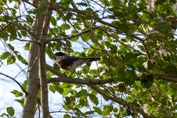 Fototapeta premium bird on a holly tree