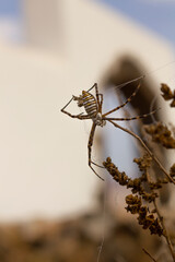 Spider