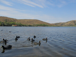 The coots swimming in the lake.