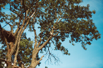 Bocian siedzący na dużym drzewie