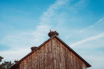 Bociany w gnieździe na wiejskiej stodole