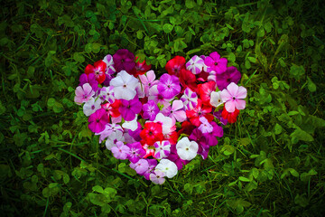 Heart-shaped armful of colorful phlox flowers on the grass. Herbal and floral background.
