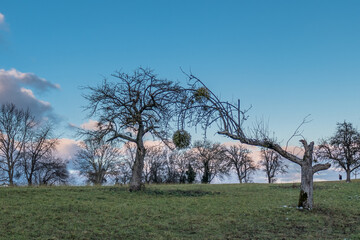 Obstbaum mit Misteln im Winter