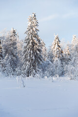 Winter forest covered by snow. Siberian winter season. Cold weather