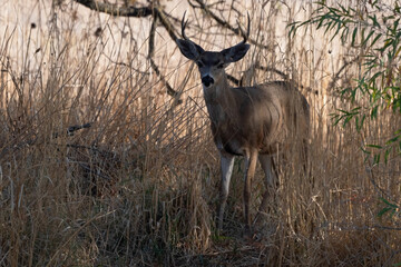 White-Tailed Deer Young Buck Peeking Out of the Shadows