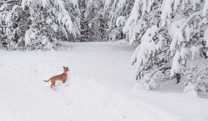 Running dog in winter forest outdoor on the snow