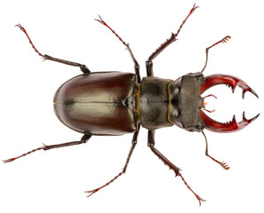 The European stag beetle Lucanus cervus male is species of stag beetle from family Lucanidae....