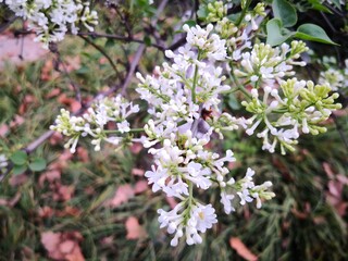 purple Lilac flowers blooming on tree branch in garden