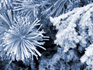 coniferous fir tree with branches and sharp needles covered by snow