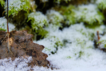 Obraz na płótnie Canvas Close up of a brown leaf sticking out of the snow with moss in the background