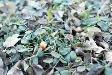 strawberry berry sings among the leaves