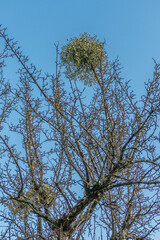 Obraz premium Obstbaum mit Misteln im Winter