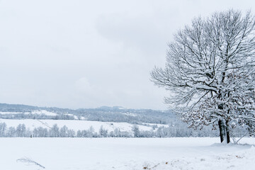 Winter landscape with snow covered tree