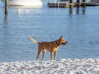 Brown dog on the beach