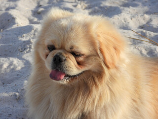 Pekingese on the beach