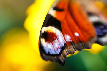 Defocus European Peacock butterfly (Inachis io). Wing extremely close up on blurred green and...