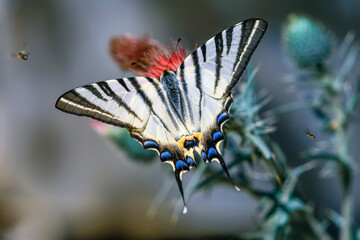 Macro shots, Beautiful nature scene. Closeup beautiful butterfly sitting on the flower in a summer garden.