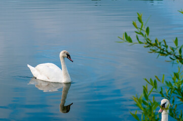 Obraz premium A white majestic swan floats in front of a wave of water. Young swan in the middle of the water. Drops on a wet head.