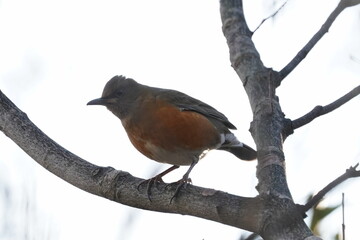 browned headed thrush on the perch