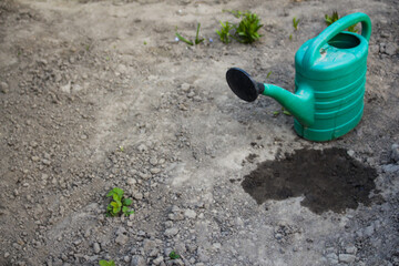 Green watering in the right corner on the background of the garden and dry gray soil. Wet puddle. Some greens. The theme is severe dry land, drought and lack of harvest. Selective focus