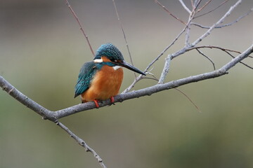 common kingfisher on the perch