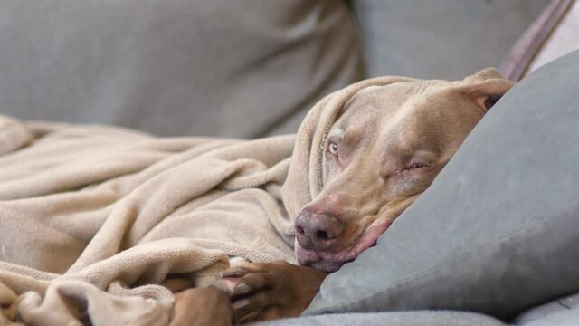 A weimaraner tries to take a nap on the couch, tucked in under a blanket, with his head on a pillow.  Spoiled family pet relaxes in the morning sun.  Close up purebred dog on sofa.