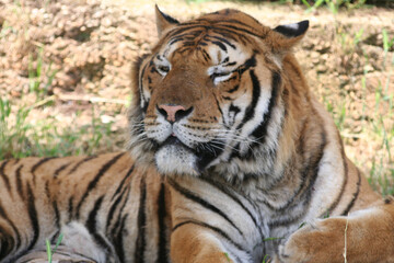 Fototapeta na wymiar Close-up Of Tiger
