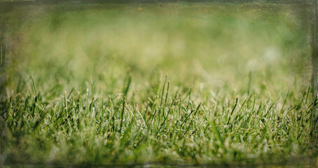 Obraz premium Green grass in drops of dew 