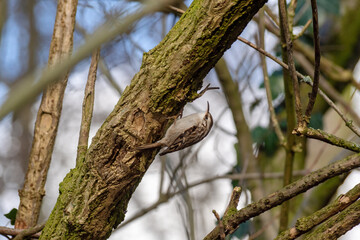 American Certhia dexterously climbing a tree trunk in search of food