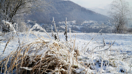 reeds in the snow