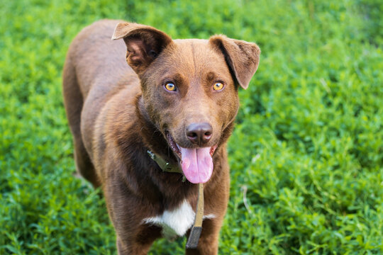 cheerful brown dog looks at the camera with his tongue out