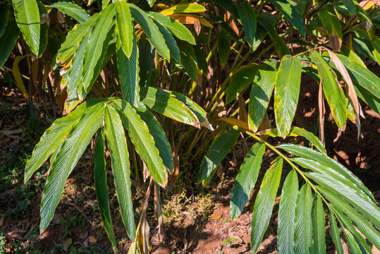 Cardamom Stems And Leaves At Plantation In Kumily, Kerala, India.