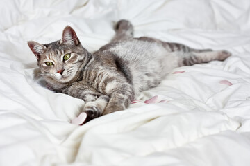 Funny, cute, striped gray domestic cat playing with pink hearts on white blanket on bed. Veterinary and Internatinal cat day concept. Valentines Day cat. Selective focus.