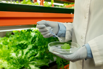 Gloved hands of biologist holding petri dish with sample of green lettuce leaf