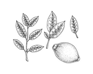 Hand drawn set of lemon design elements. Whole lemon, branch and leaves. Vector illustration in sketch style. Immunity booster plant.