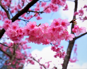 Pink cherry blossom in spring Chiang Mai Thailand