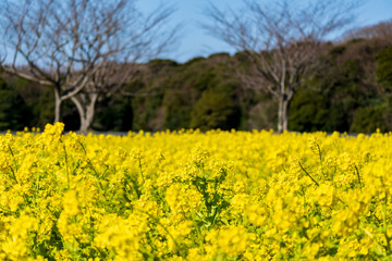 早春の菜の花畑