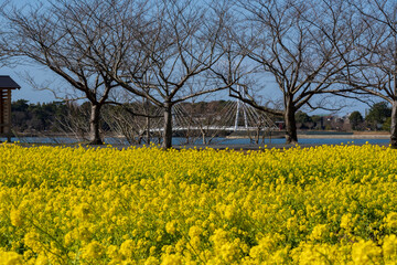 早春の菜の花畑