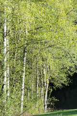 A row of trees. Young foliage on a birch. Spring forest.