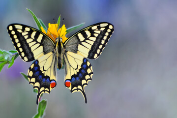 Macro shots, Beautiful nature scene. Closeup beautiful butterfly sitting on the flower in a summer...