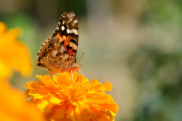 Macro shots, Beautiful nature scene. Closeup beautiful butterfly sitting on the flower in a summer garden.