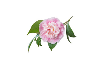 Pale pink camellia japanese peony form flower isolated on white © photohampster