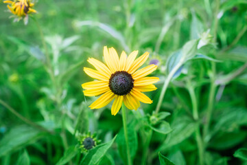 yellow flower in the garden